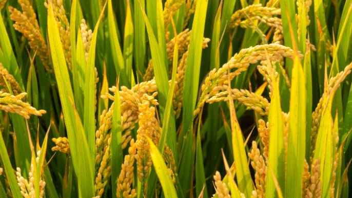 Zhejiang NHU Co., Ltd.